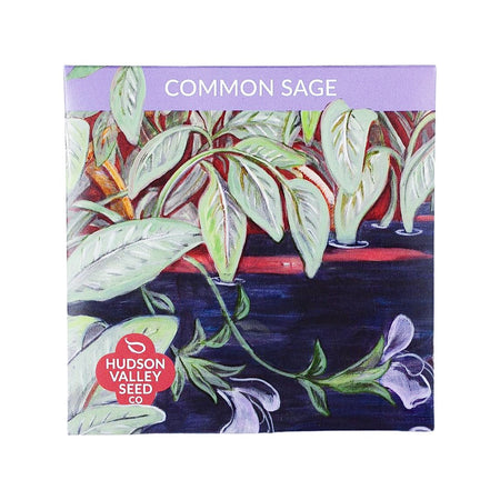 Common Sage Seed Pack
