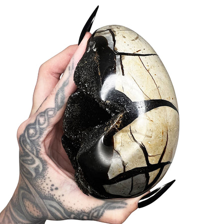 Septarian Dragon's Egg 8  *free shipping*