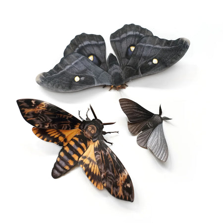 "Death's Head" Moth Set by Moth & Myth
