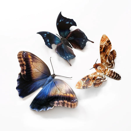 "Hatchet" Butterfly Set by Moth & Myth