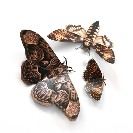 "Owl" Moth Set by Moth & Myth