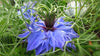 Love in a Mist Seed Pack