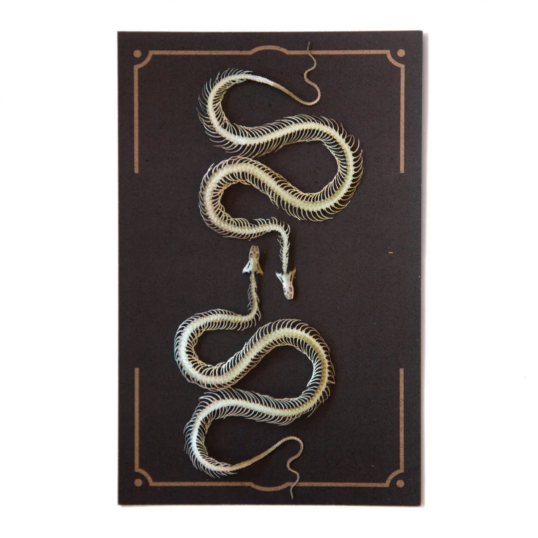 "Ouroboros" Mini Snake Skeleton Set by Moth &amp; Myth