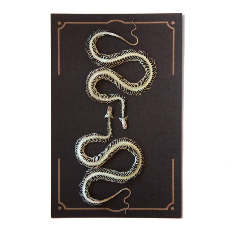 "Ouroboros" Mini Snake Skeleton Set by Moth & Myth