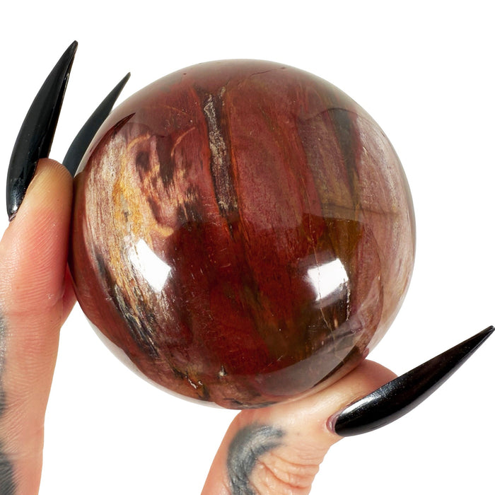 Petrified Wood Sphere 4