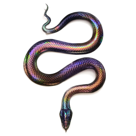 "Prism" Snake Set by Moth & Myth