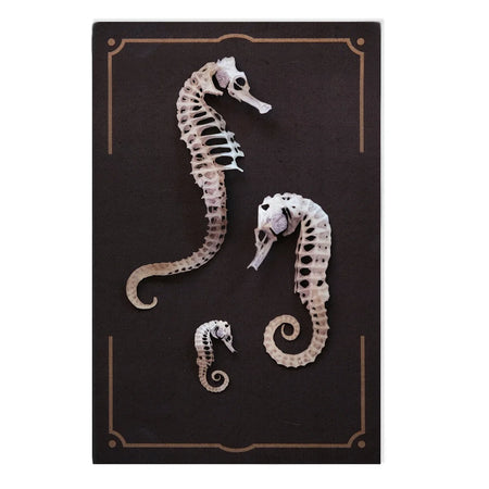 "Seafoam" Seahorse Skeleton Set by Moth & Myth
