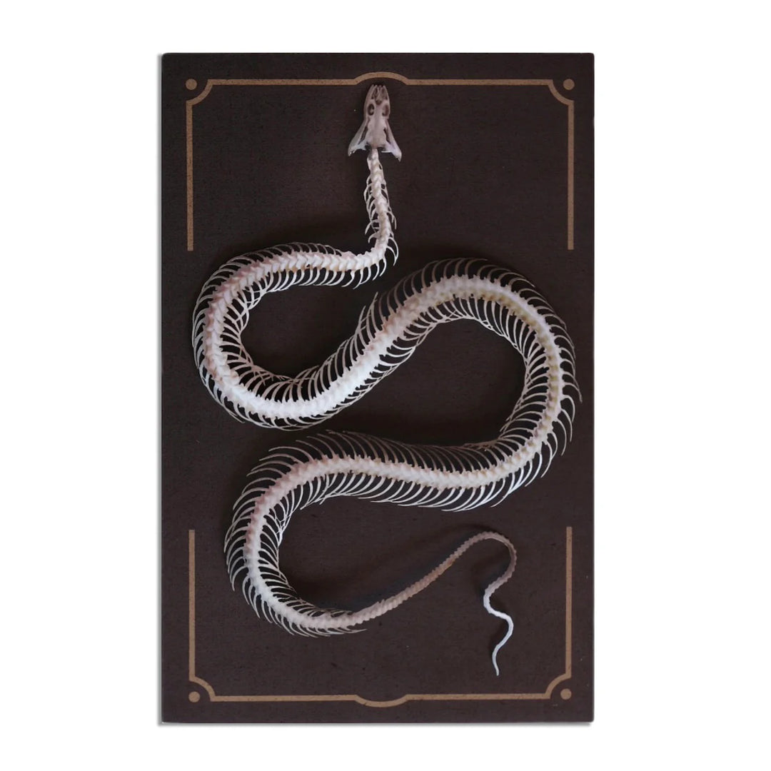 "Temptress" Snake Skeleton by Moth &amp; Myth