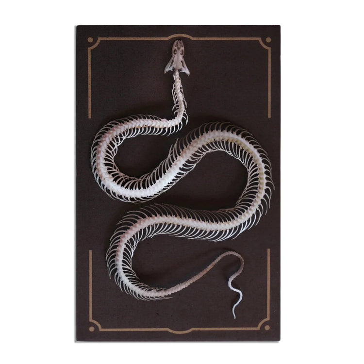 "Temptress" Snake Skeleton by Moth & Myth