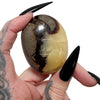 Septarian Palm Stone (Small)